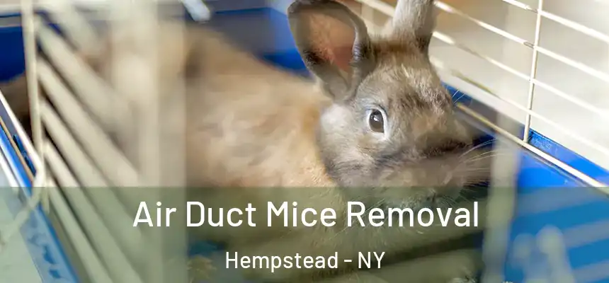 Air Duct Mice Removal Hempstead - NY